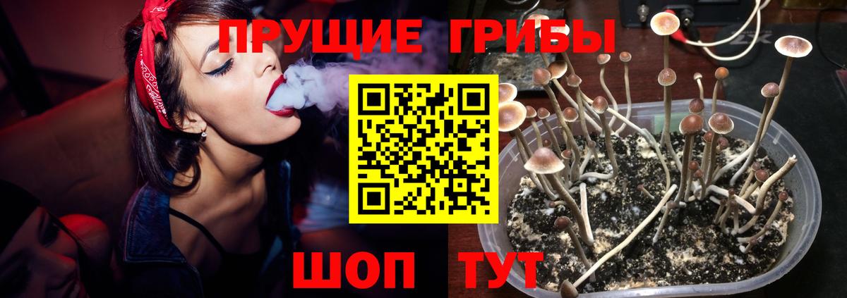 Псилоцибиновые грибы GOLDEN TEACHER Кузнецк